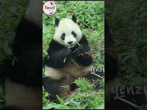 圓寶打野食吃嫩竹好可愛🥰 panda zoo cute 貓熊 熊貓 yuanbao taipeizoo 台北市立動物園…