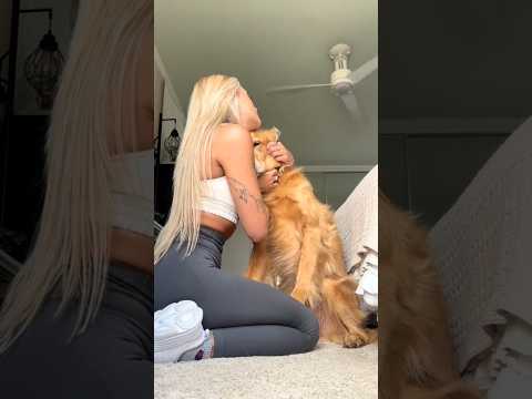 coming home to my golden retriever❤️india retreiver dog pup… サムネイル