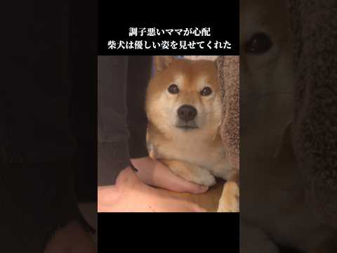 柴犬はママが心配でずっと寄り添い… 癒し shibainu 犬のいる暮らし サムネイル