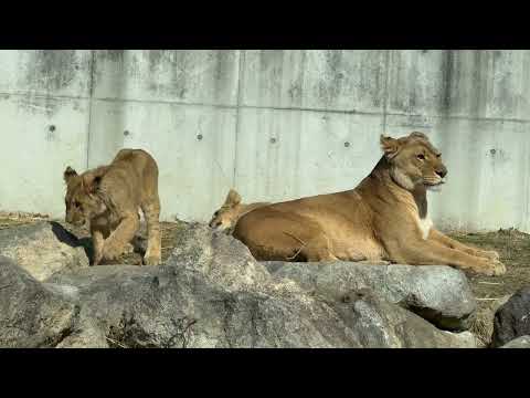 アースファミリー全員揃いました〜　ライオン🦁　のんほいパーク　2026年２月13日