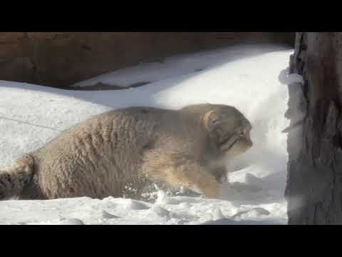 ザクザクと雪中行軍　ナゴムくん　マヌルネコ　那須どうぶつ王国　2026年1月12日 サムネイル