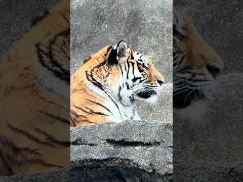 shorts サーシャの日　5歳の誕生日イベント　アムールトラ🐯　浜松市動物園　2026年2月14日　IMG 8532 サムネイル