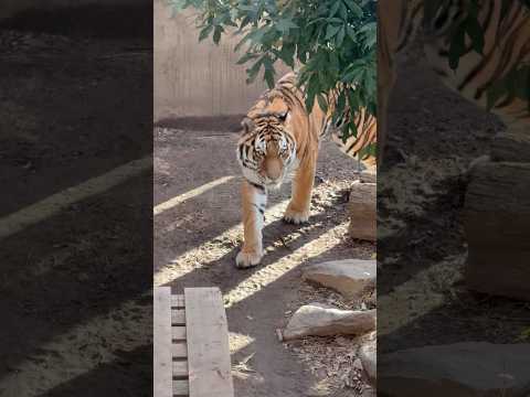 shorts アムールトラ🐯のミシュカくん　良く動く❣️ 王子動物園　2025年12月27日 サムネイル