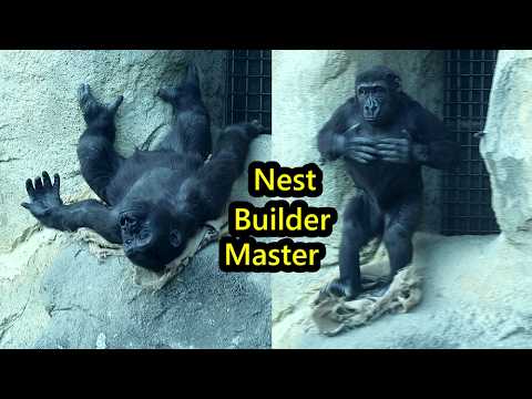 Gorilla Ringo enjoy building nests with burlap bag & cloth做… サムネイル