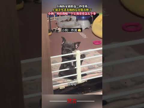 小狗拆家被抓包一秒變萌 上演歪頭殺賣萌的反應簡直絕了 狗狗 可愛 有趣 萌寵 dog amazing funny pe…