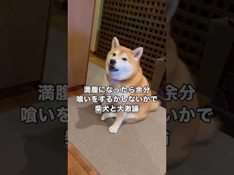 満腹になったらそれ以上余分喰いをするかしないかで柴犬と大激論を繰り広げた 柴犬 柴犬のいる暮らし 別腹 shorts サムネイル