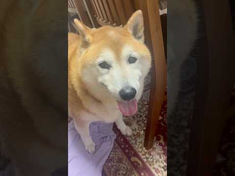 柴犬福 今度は大雨にビビり画面が曇ってしまうくらいﾊｧﾊｧしている柴犬😓Shiba-panic😂shorts 柴犬 j… サムネイル