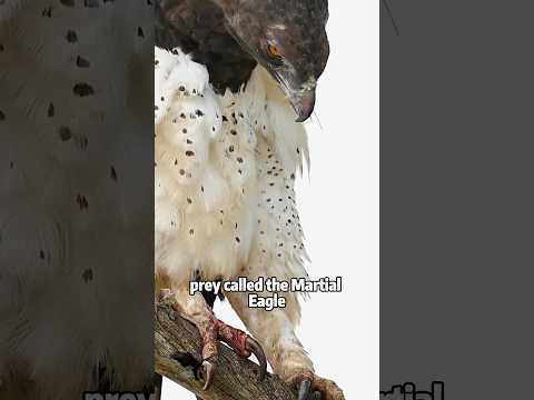 Africa’s Largest Eagle: Meet the Martial Eagle animals pets… サムネイル