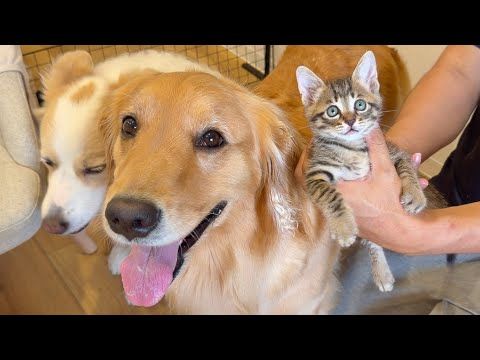 愛犬が初めて育てた、保護子猫とお別れしました...【ゴールデンレトリバー・ボーダーコリー】