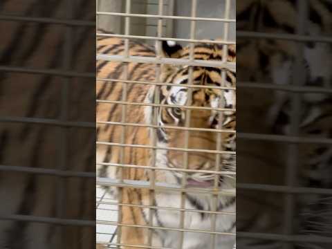 shorts 放飼場に出る気満々のサーシャちゃん　アムールトラ　浜松市動物園にて　2026年3月15日 サムネイル
