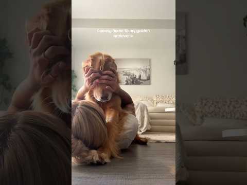 coming home to my golden retriever🥵 goldenretreiver dog ind…