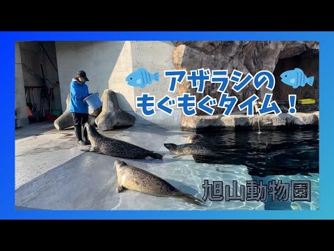 【旭山動物園】アザラシのもぐもぐタイム！[Asahiyama Zoo] Seals munching time! サムネイル