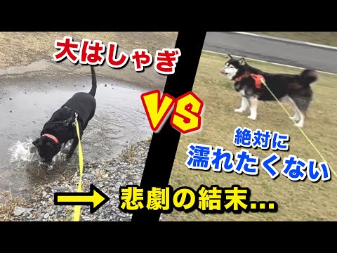 【温度差】大はしゃぎの黒ラブ vs 絶対に濡れたくない柴犬 サムネイル
