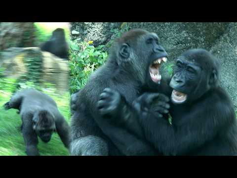 Comedy D'jeeco Troop|Ringo,Jabali,Tayari,Iriki金剛猩猩Ringo頻拔草皮… サムネイル