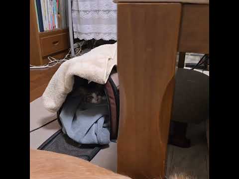 子猫とゴールデンレトリバー、それぞれのポジションでおやすみなさい。 ゴールデンレトリバー 大型犬のいる生活 癒し go… サムネイル