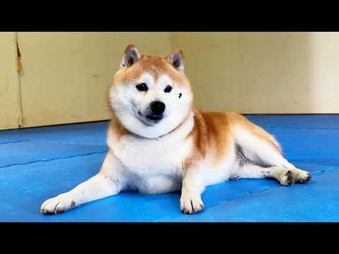 いきなり目の前に飛んできた小虫にブチギレし、顔をまん丸にして追い散らす柴犬