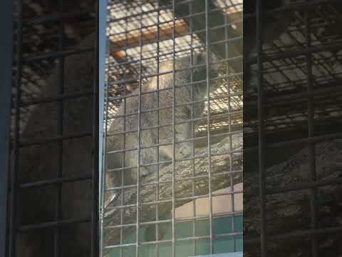 shorts 小鳥が気になるイーリス　マヌルネコ　王子動物園にて　2025年12月27日 サムネイル