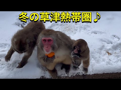 冬の草津熱帯圏・紹介動画です♪