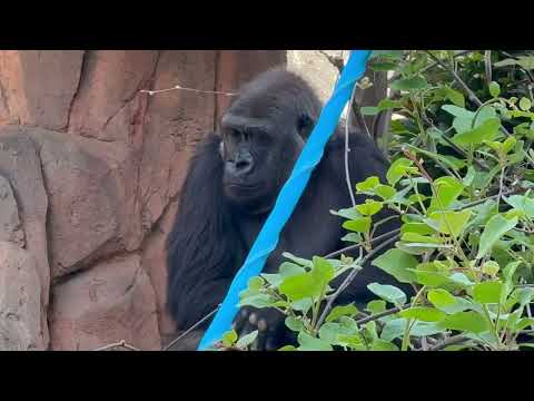 コピエ(？)に移動したモモカちゃん　ニシゴリラ　千葉市動物公園にて　2026年4月19日 サムネイル