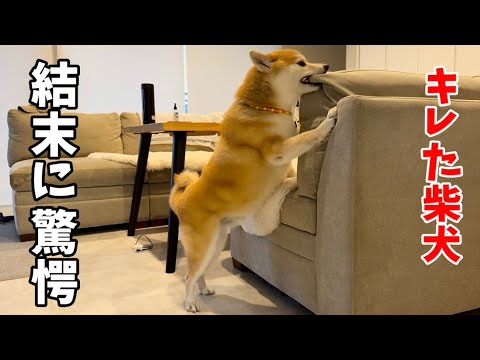 【キレる柴犬】柴犬を怒らせた後の結末が意外すぎて驚きを隠せませんでした… サムネイル