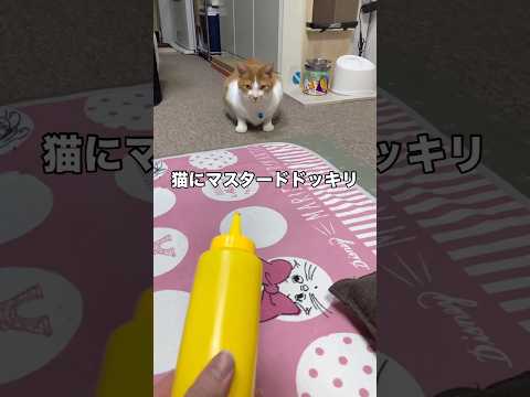 猫にマスタードドッキリしたら顔に直撃した😂 保護猫 茶トラ 茶トラ猫 shorts サムネイル