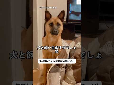 飼い主と顔がそっくりすぎる犬　犬　犬のいる暮らし そっくりさん いぬ 面白い サムネイル