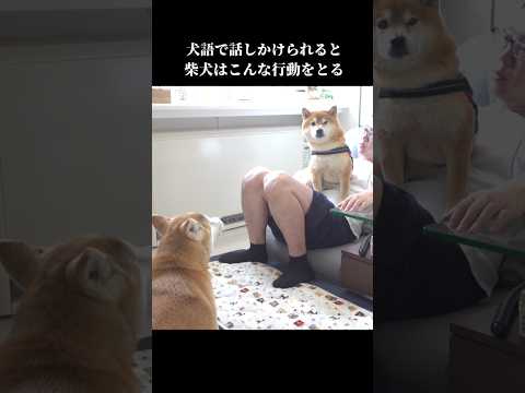 柴犬は犬語で話しかけられると、面白い態度をとってしまう shibainu かわいい 犬のいる暮らし