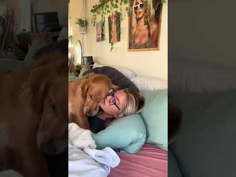 coming home to my golden retriever❤️india retreiver dog pup…