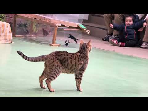 ハンター　ウーロン！　なかなか見れない猫によるショー ザ・キャッツ　那須どうぶつ王国にて　2025年1月9日 サムネイル