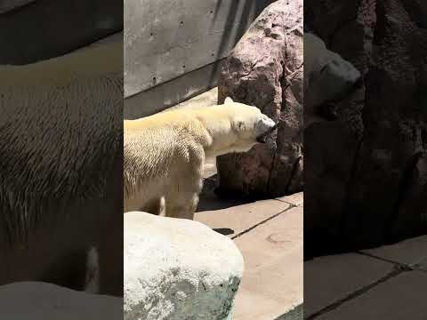 shorts ホッキョクグマの豪太くん　男鹿水族館GAO 2026年5月22日　IMG 4861 サムネイル