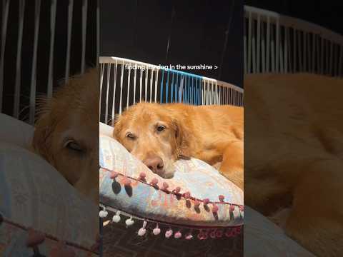 coming home to my golden retriever🥵goldenretreivers dog pup… サムネイル