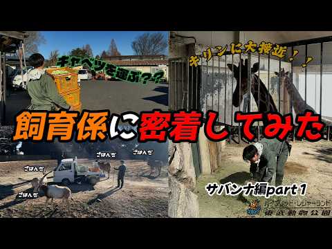 【東武動物公園】あの飼育係に密着したら担当動物に大接近できた！【新シリーズ/サバンナ編 part１】東武動物公園　公式… サムネイル