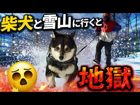 柴犬と雪山に行くと飼い主は地獄を見ます。 サムネイル
