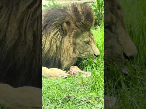 shorts 屠体給餌「ライオンのガブガブタイム」　千葉市動物公園にて　2026年4月18日 サムネイル