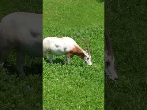 shorts シロオリックスのビビちゃん　千葉市動物公園　2026年5月9日