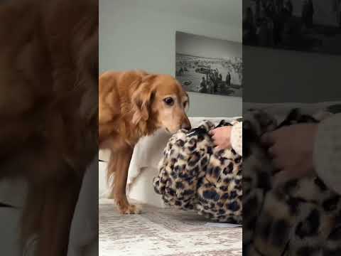 coming home to my golden retriever ♥️ goldendog dog puppy g… サムネイル