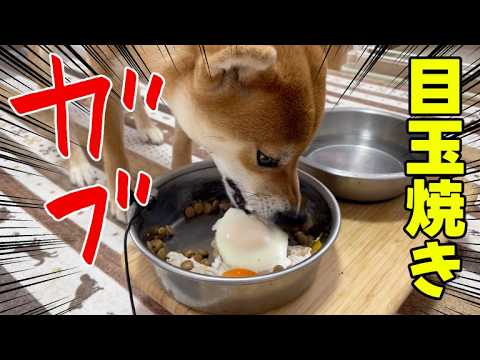【丸呑み？】大好きな目玉焼きは大胆に喰らいつく！柴犬小夏　ASMR サムネイル