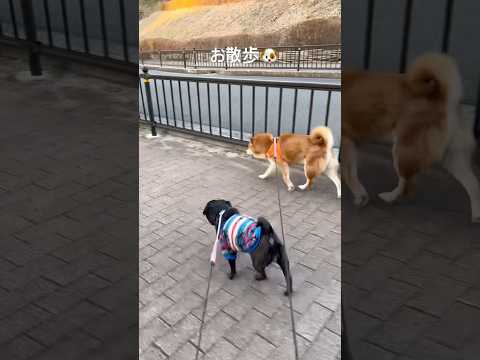 お散歩行ったよ🐶 jazz piano dog 柴犬 パグ shibainu doggie ジブリ walking さ… サムネイル