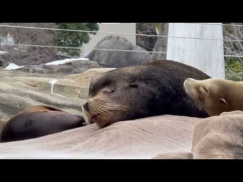 より近くに☺️  カリフォルニアアシカ　東山動植物園にて　2026年3月13日 サムネイル