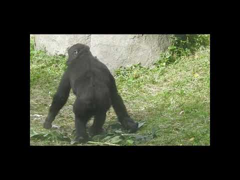 little gorilla Ringo 4y6m old shorts 12-24 サムネイル