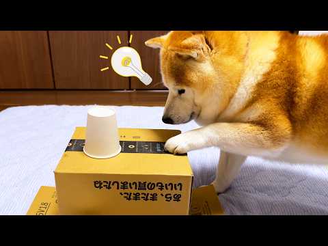 １０歳にして世の中の大抵のことは筋力で解決できると気が付いた柴犬 サムネイル