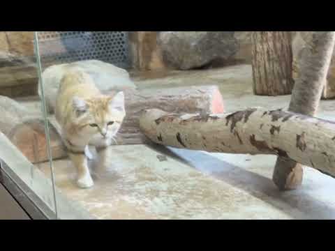 タッタッターとアルドくん　スナネコ　那須どうぶつ王国にて　2026年4月11日 サムネイル