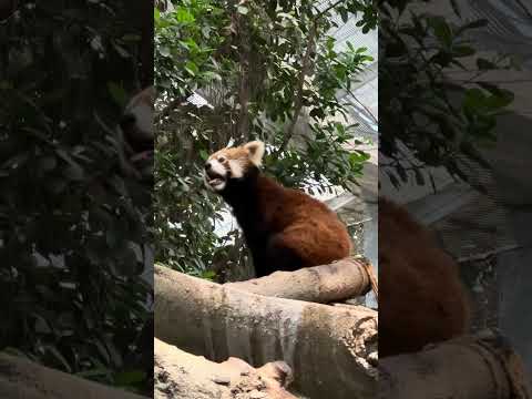 shorts 夏のレッサーパンダ　神戸どうぶつ王国　IMG 5723 サムネイル