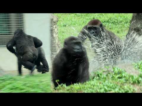 Gorilla Ringo charging Jabali,Jabali enjoy splashing water,…
