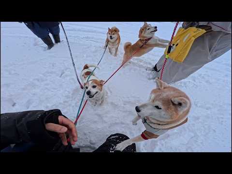 2026年2月26日(木) ヒザを押せばオヤツが出てくると思っているワンちゃんたち サムネイル