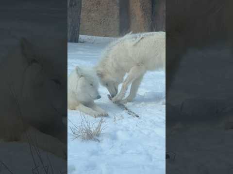 shorts シンラさん真白ちゃん親子　ホッキョクオオカミ　那須どうぶつ王国にて　2026年1月30日