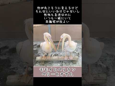 ペリーとオサム 東武動物公園 癒し 動物 かわいい animals モモイロペリカン ペリー オサム サムネイル