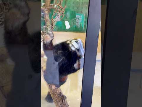 shorts オヤツを貰ったひなたくん　レッサーパンダ　大森山動物園にて　2026年9月22日