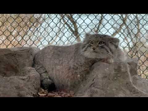 フィットしててかわいい🤭　マヌルネコのオリーヴァちゃん　埼玉県こども動物自然公園にて　2026年3月7日 サムネイル