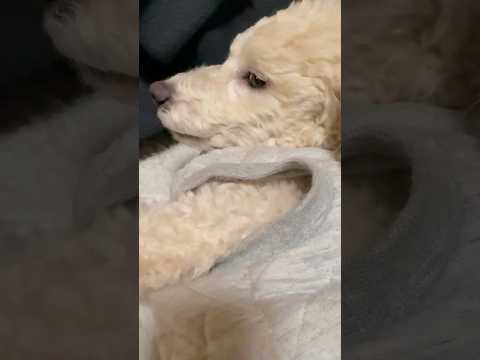 shorts 落ち着いた❣️タローちゃん　トイプードル　2026年2月2日 サムネイル